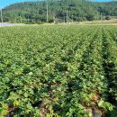 무지개 태양광발전소 이미지