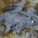 자연부화장 이미지