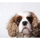 드림24동물병원 이미지