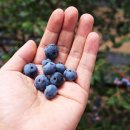 가마골농장 이미지