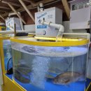 세븐일레븐 오산궐동제일점 | 오산 궐동]'한판회 오산궐동점' 구성이 알차고 숙성회가 맛있는 오산 횟집, 방어 맛집