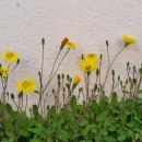 국보약국 이미지