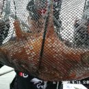 나라3호 이미지