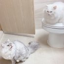 냥아치냥 이미지