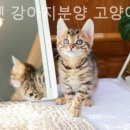 미니펫강아지고양이 - 성동구 성덕정길 96-1 | 미니펫강아지고양이