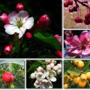 10월 29일 아침을 여는 꽃이야기(해당화(Crab Apple) : 이끄시는 대로) 이미지