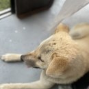 태안 수영장 있는 힐마레 펜션 오션뷰 다녀왔어요