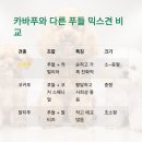 푸들사랑 이미지