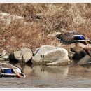 청둥오리 이미지