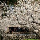 봄꽃힐링투어 이미지