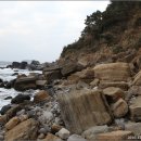 제주 서귀포층 패류화석 산지 이미지