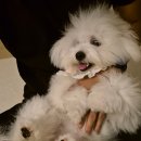 멍줍강아지산책유치원 이미지