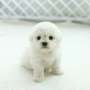 몽프리제 이미지