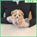 강아지분양 고양이분양 컴투펫 원주점 | 원주강아지분양 고민 끝에 선택한 이유