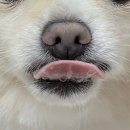 한림수산업협동조합 | 동결건조간식 한림수협 – 보리도 홀딱 반한 광어 트릿 후기 🐟🍪