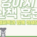 도그헬퍼 이미지