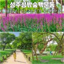 성주역사테마공원 관광안내소 | 성주 성밖숲 맥문동꽃 개화시기 경북 성주 가볼만한곳