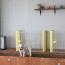 패밀리독 이미지