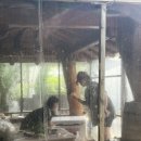 초리 포레스트 이미지