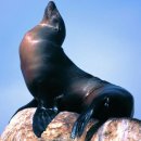 포유동물綱 - 기각目 - 바다사자科 - 캘리포니아바다사자 이미지