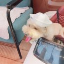 로카드 | 푸들 미용, 애견 미용실 로카드 강아지 얼굴 곰돌이컷 후기