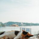 트윈브릿지