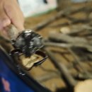 포항곤충농장 | 포항 풍이랑 자연곤충체험농장 후기, 곤충 좋아하는 아이와 가볼만한 곳