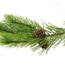 솔잎 이미지