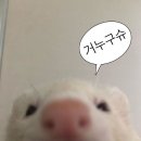 [스페인/바르셀로나] 신혼여행 NO.2✈️ 마요르카/사탕케타숙소/푸라비다/일파라디소/마요르카첫날시작