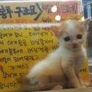 커피타는 고양이 이미지