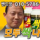 배추 모드싹 량/소금량 이미지