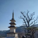 대한불교조계종봉선사전통다원파드마 | 양평. 용문산 용문사 (사찰기행)