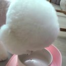 개밥짓는남자 이미지