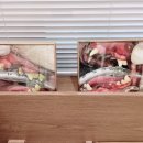 강남예치과동물병원 이미지