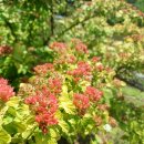 국수나무? 이미지