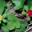 부들공원 이미지