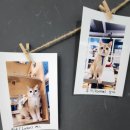 동성운수 | 대구 가볼만한 곳 l 대구 실내데이트 추천: 대구 고양이카페 [양이랑커피랑]