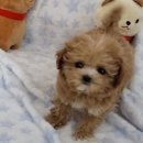 강아지분양 멍블랑 인천청라본점 | 강아지분양 멍블랑 인천청라본점에서 만난 사랑스러운 친구들! 🐶