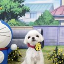 반려동물미용실 언니네 이미지