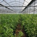 제주농장 이미지