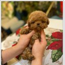 건강한 강아지 이미지