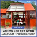 토마토피자 | 강원도 영월 여행, 그래도팜 유기농 토마토 농장 아이와 토마토 피자 만들기 체험 후기