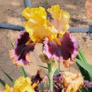 아이리스 이미지