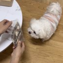 알콩이네 | 강아지가 좋아하는 수제간식 <알콩이네> 후기