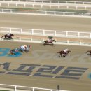 빈체로 VINCERO | 서울경마장 제34회 SBS스포츠 스프린트(G3) 빈체로카발로 2관 달성