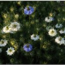 흑종초(Nigella Damascena)[3월31일탄생화] 이미지