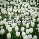 옥동목장 | 2026 울산대공원 튤립 동물원 4월 꽃구경 나들이 포토존 실시간 개화 상황 아이랑 가볼만한 곳 남문...