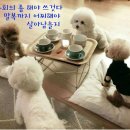 참 이미지