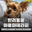 장미관문 | FLUFF 플러프 강아지트리트먼트 후기｜요크셔테리어 털관리, 8살 장미의 목욕 루틴