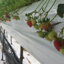 만철농장 이미지